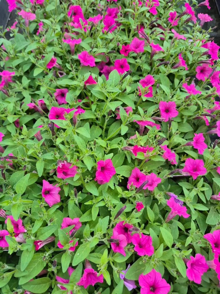 sufinia hyb mini vista hot pink.webp