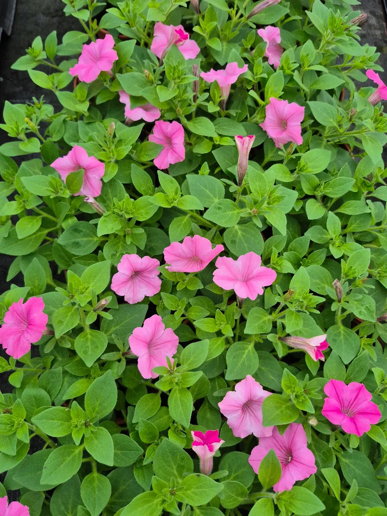 surfinia supertunia vista bubblegum.webp