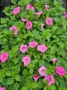 surfinia supertunia vista bubblegum.webp