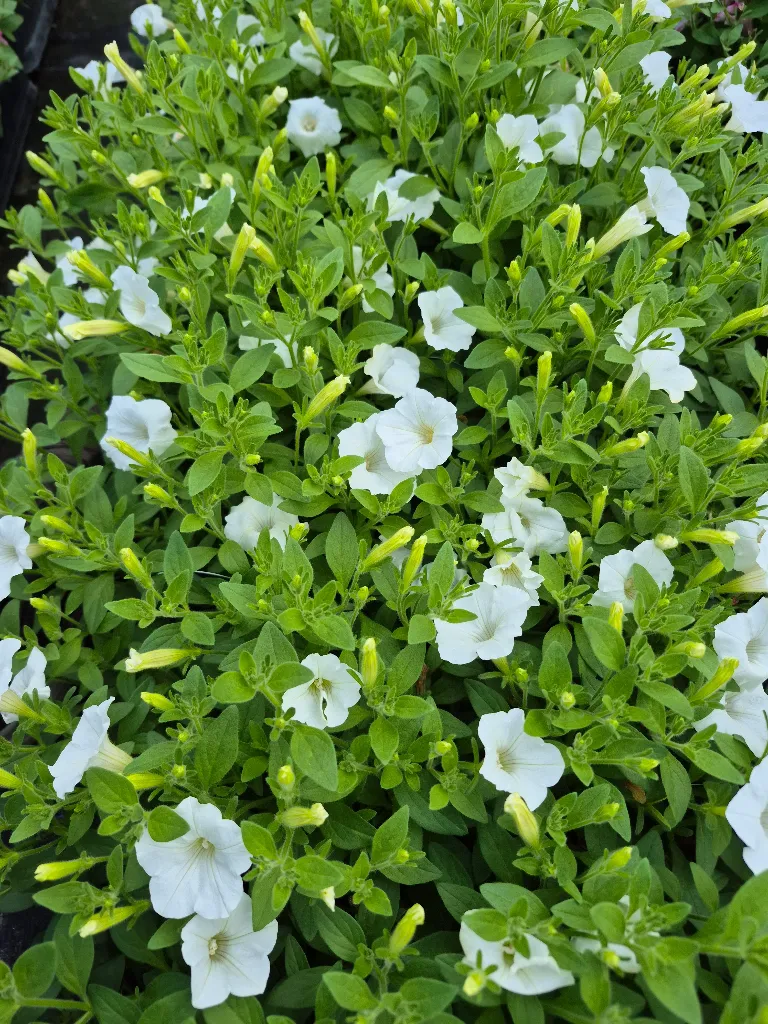 surfinia mini vista white.webp