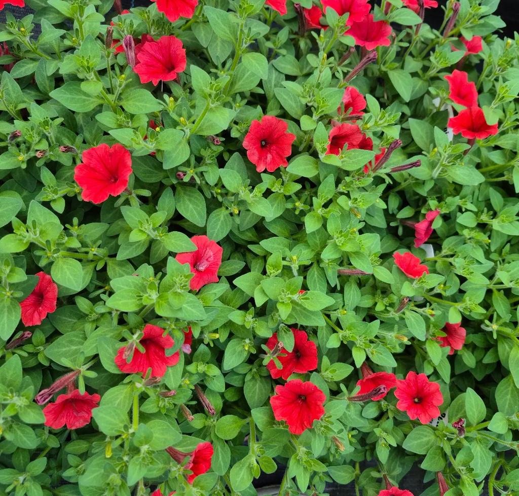 surfinia mini vista scarlet.webp