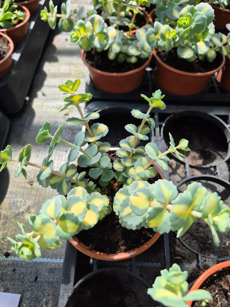 sedum sieboldii variegata (2).webp