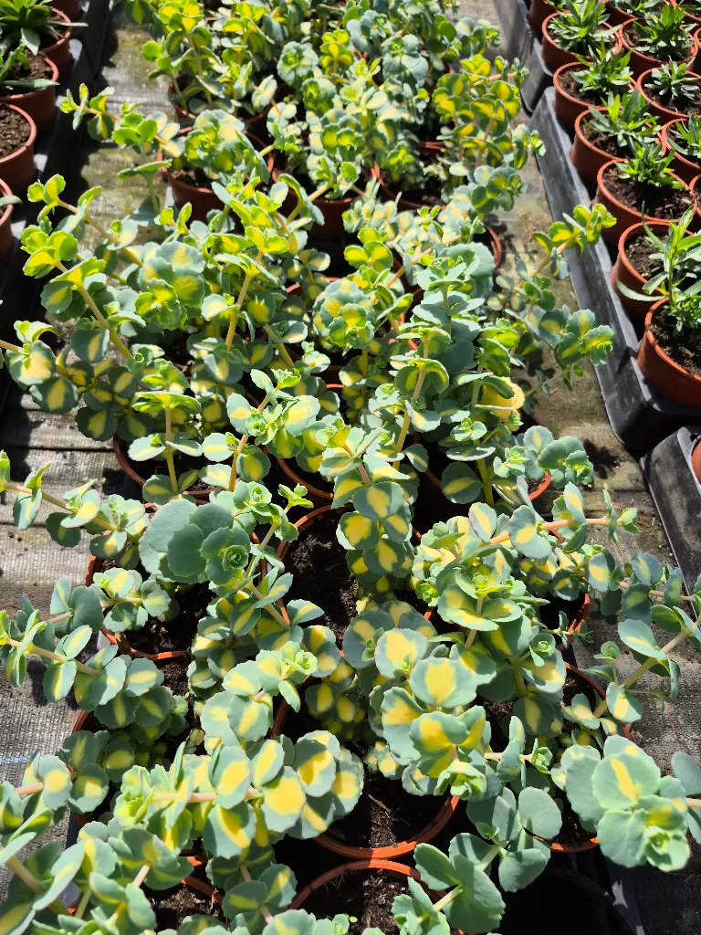 sedum sieboldii variegata (3).webp