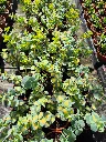 sedum sieboldii variegata (3).webp