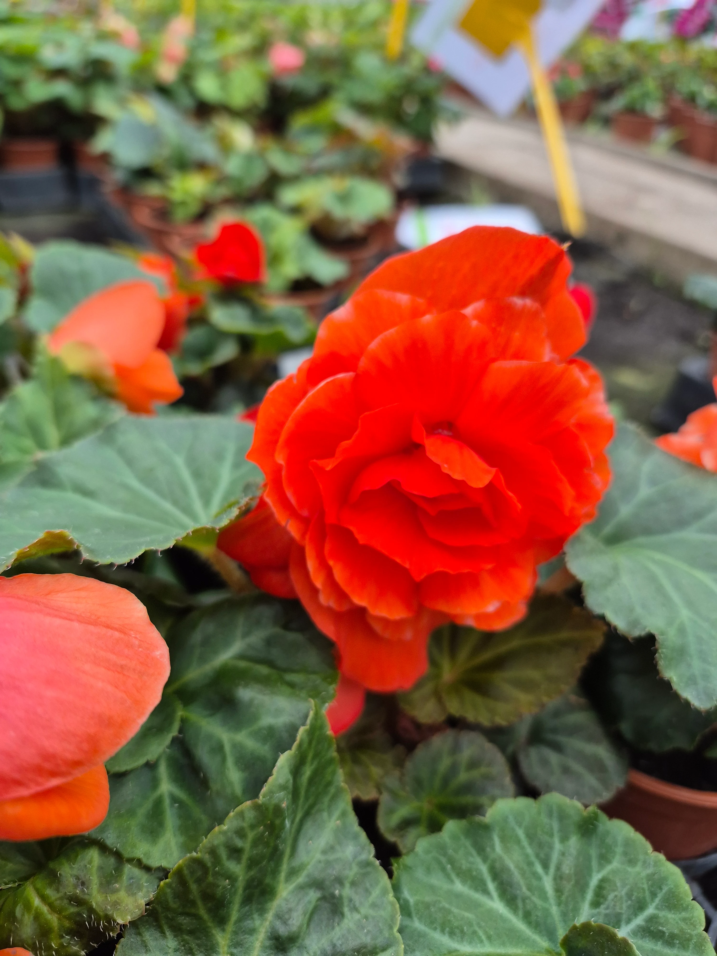 begonia tub nonstop orange.webp