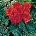 Begonia tuberosa Nonstop Orange.webp