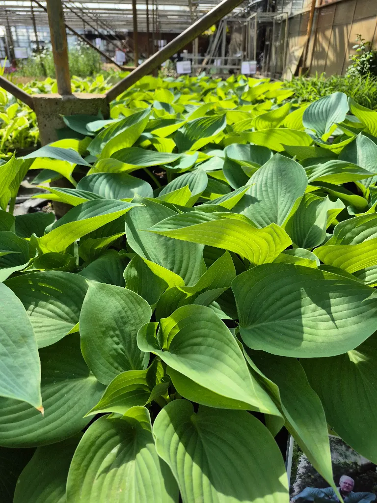 hosta big2.webp