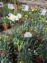 dianthus h perfume pinks memories.webp