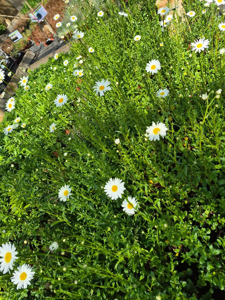 chrysanthemum leucanthemum may queen (2).webp