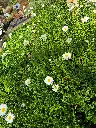chrysanthemum leucanthemum may queen (2).webp