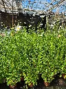 chrysanthemum leucanthemum may queen (3).webp