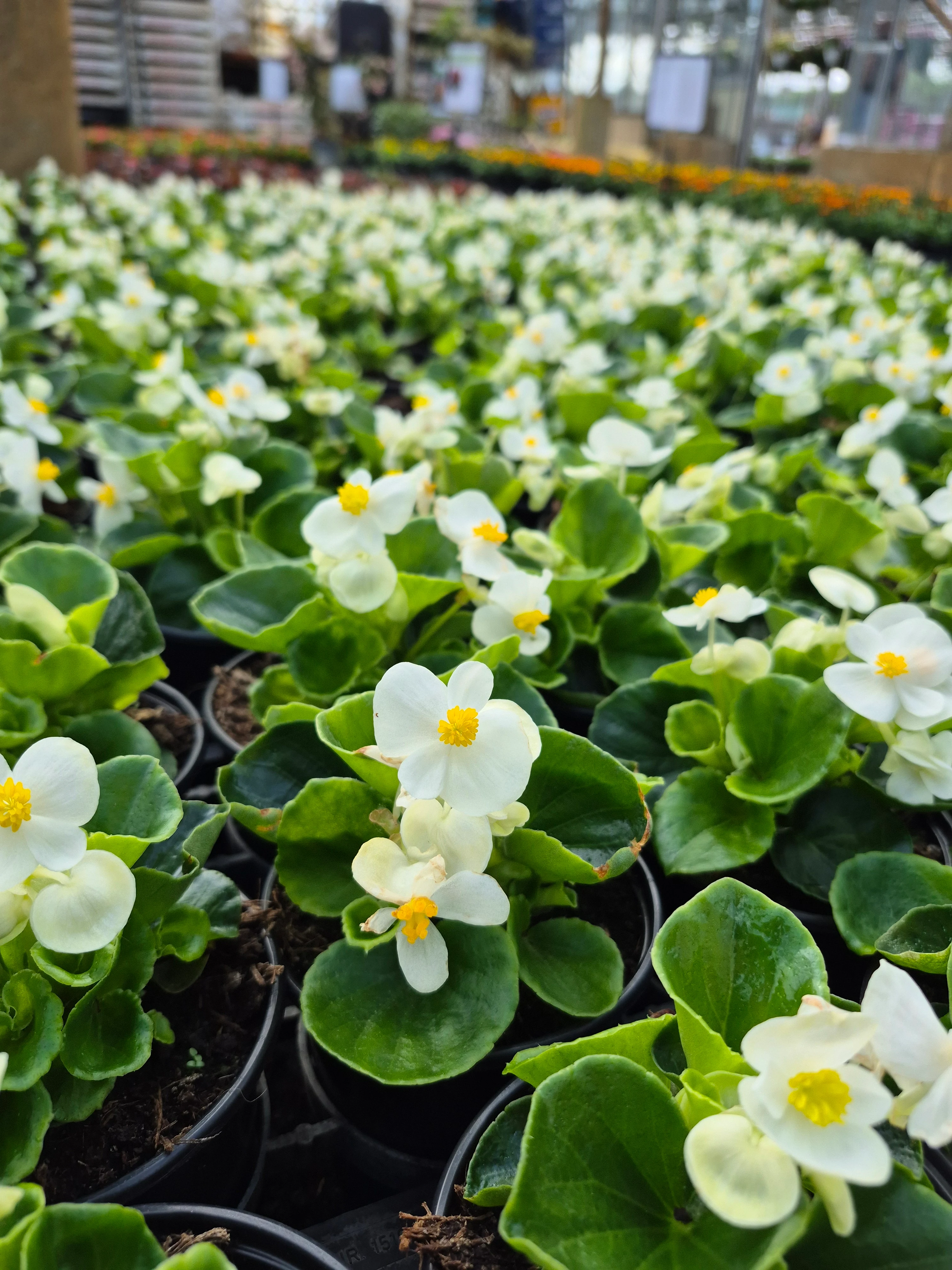 begonia mascotte  white.webp