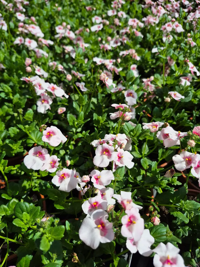 dascia barberae breezee appleblossom.webp