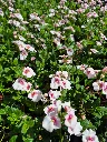 dascia barberae breezee appleblossom.webp