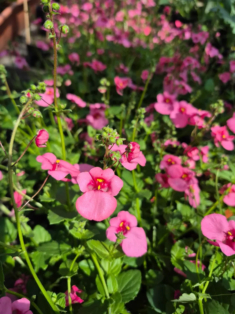 dascia barberae breezee plus pink.webp