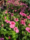 dascia barberae breezee plus pink.webp