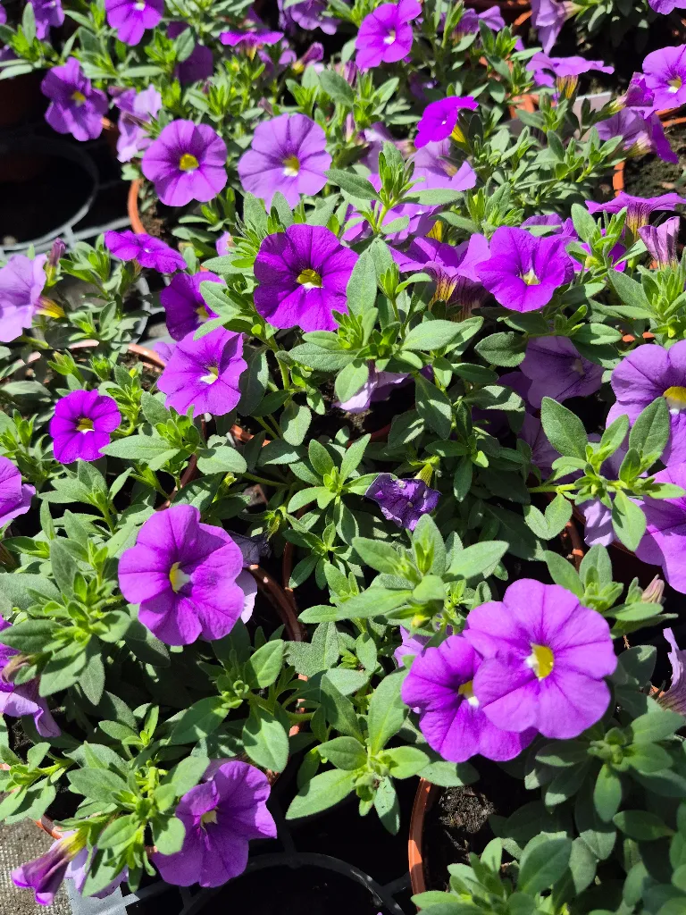calibrachoa hyb lia sky blue.webp