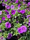 calibrachoa hyb lia sky blue.webp