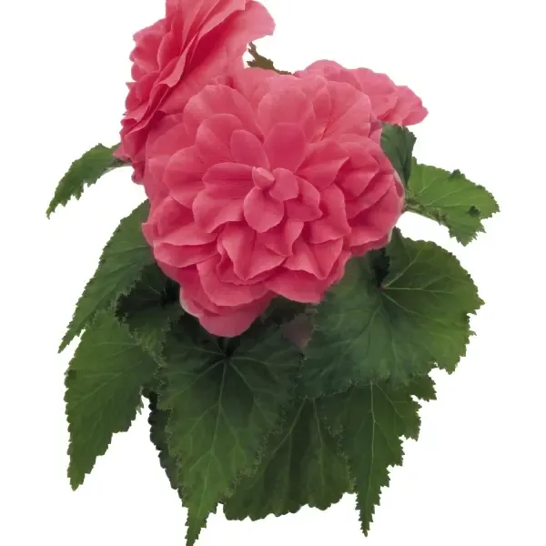 Begonia tuberosa Nonstop Pink.webp