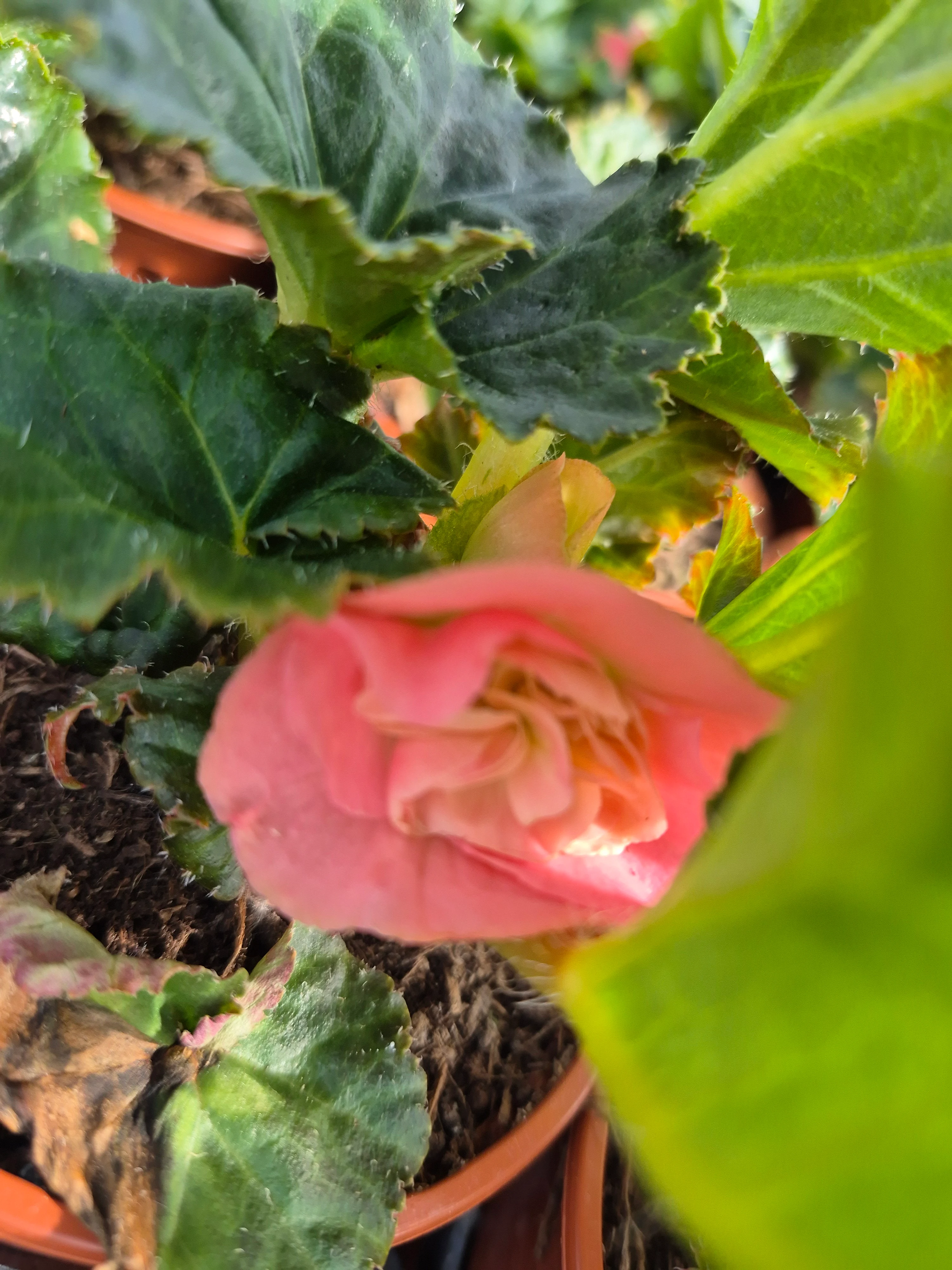 begonia tub nonstop pink (2).webp