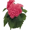 Begonia tuberosa Nonstop Pink.webp