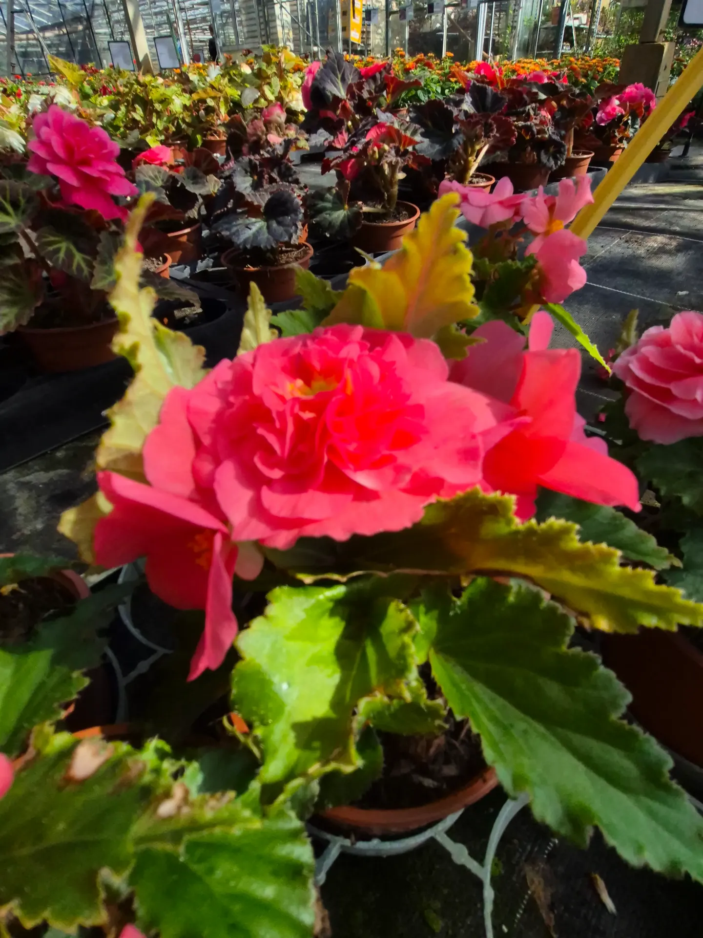 begonia tub Nonstop pnik (2).webp