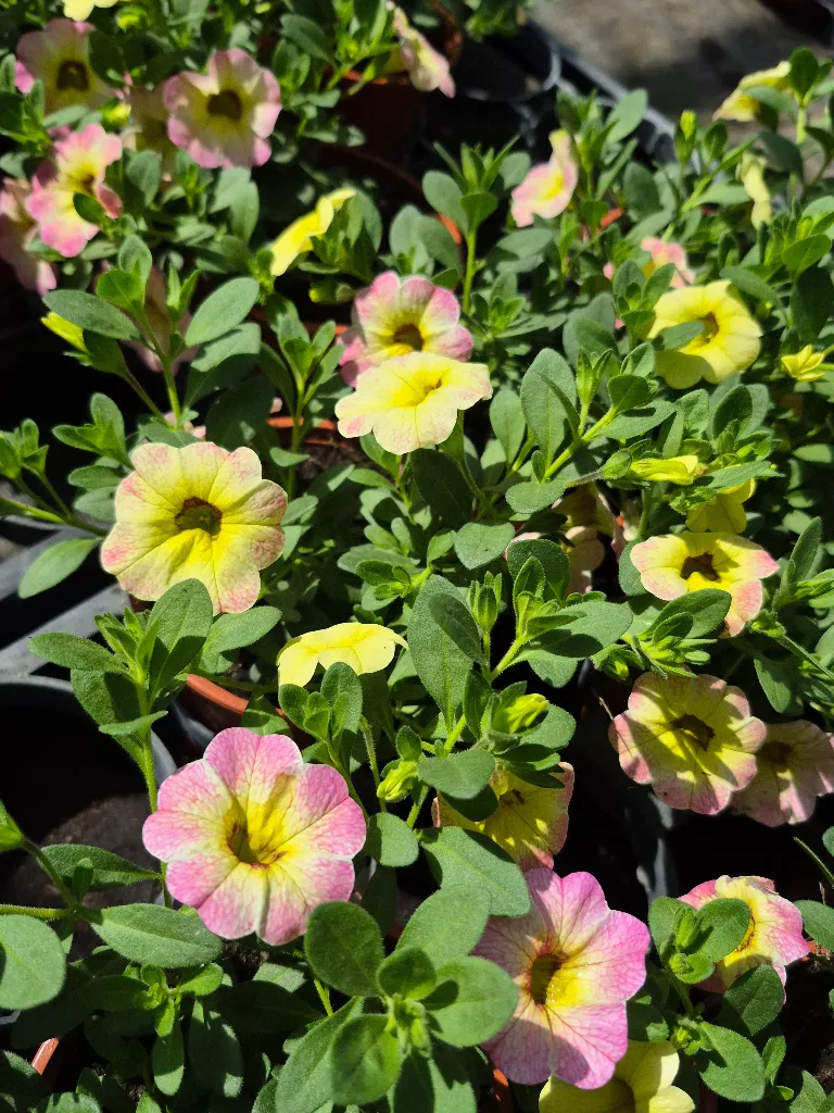calibrachoa hyb ombre pink (2).webp