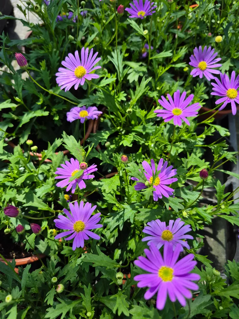 brachyscome angustifolia brasco violet (2).webp