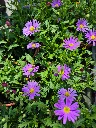 brachyscome angustifolia brasco violet (2).webp