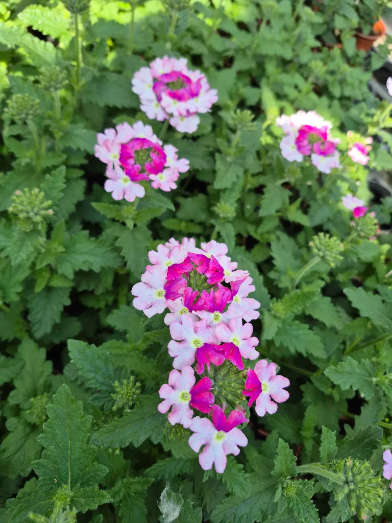 verbena virgo bicolour light pink.webp