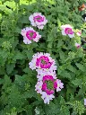 verbena virgo bicolour light pink.webp
