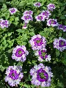 verbena virgo bicolour indigo.webp