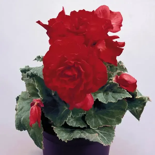 Begonia tuberosa Nonstop Red.webp