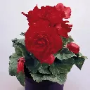 Begonia tuberosa Nonstop Red.webp