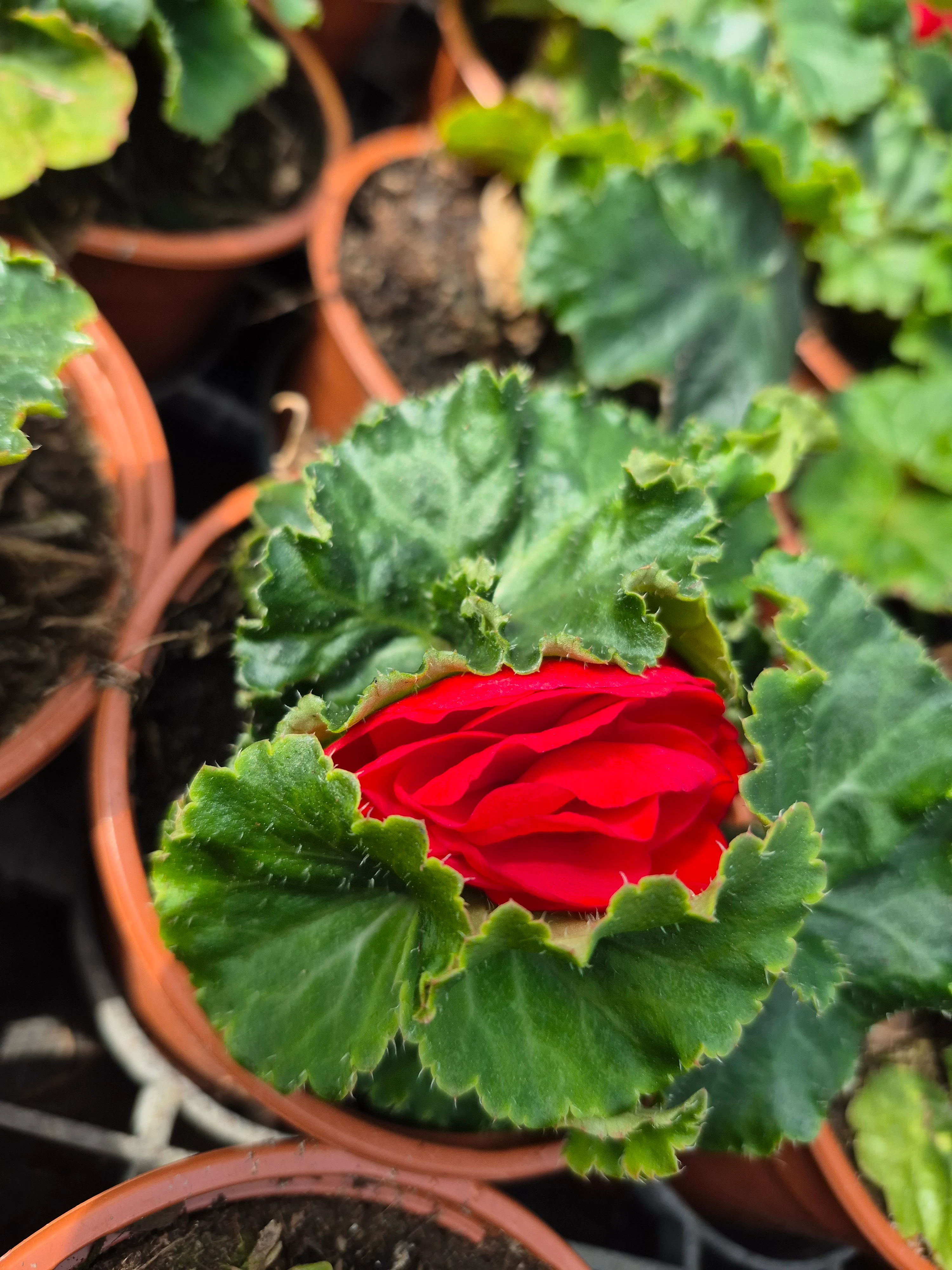 begonia tub nonstop red.webp