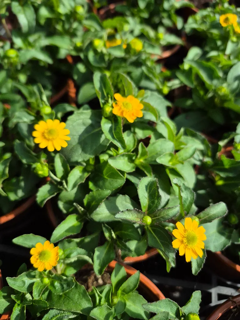 sanvitalia procumbens millions suns.webp