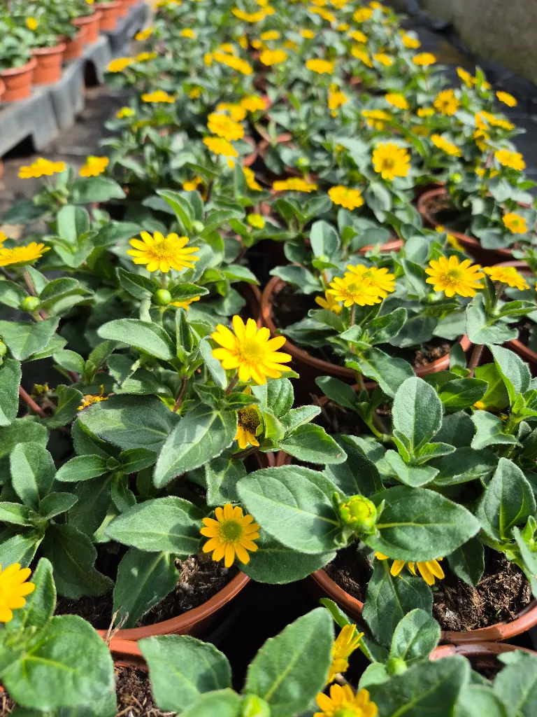 sanvitalia speciosa talya great yellow.webp