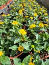 sanvitalia speciosa talya great yellow.webp