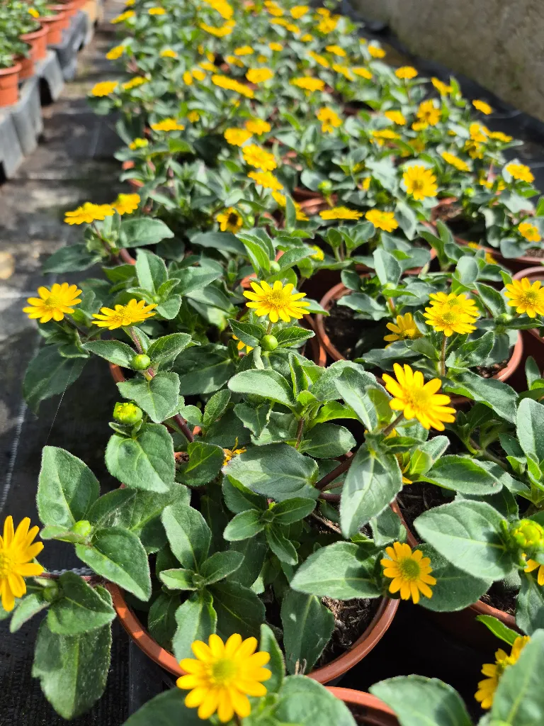 sanvitalia speciosa talya great yellow (2).webp