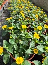 sanvitalia speciosa talya great yellow (2).webp