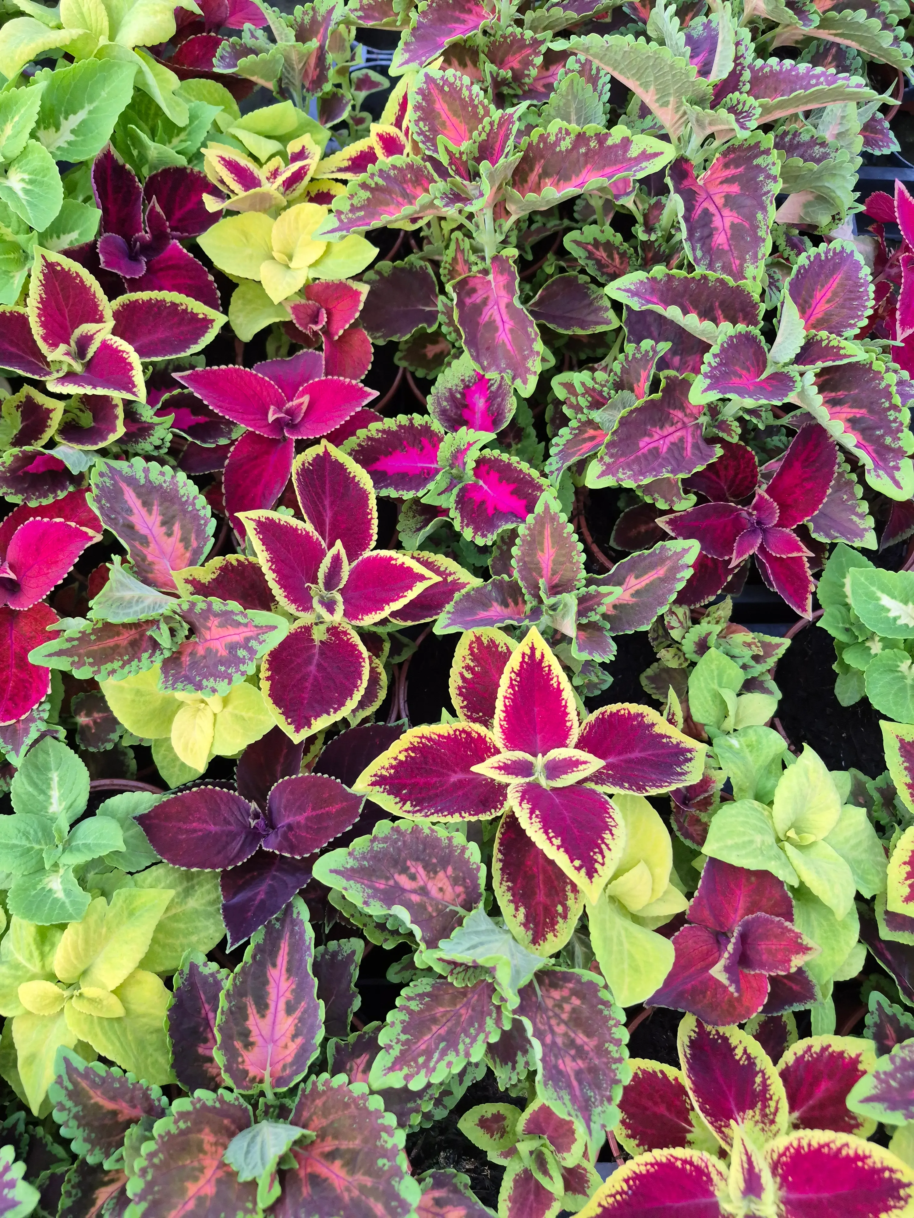 coleus blumei wizard select mix.webp