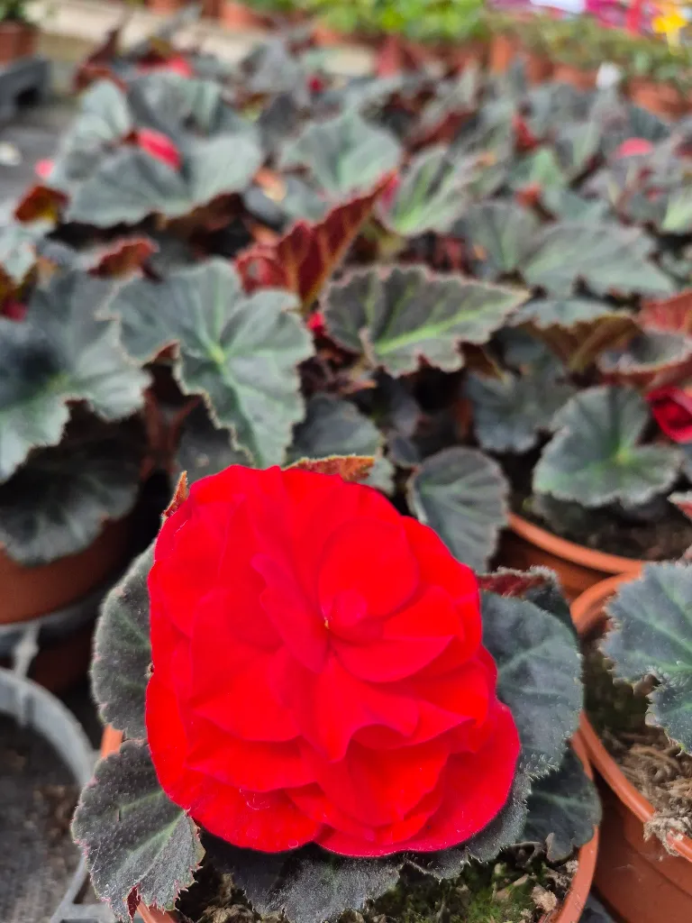begonia tub mocca deep red.webp