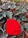 begonia tub mocca deep red.webp