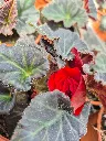 begonia tub mocca deep red (2).webp