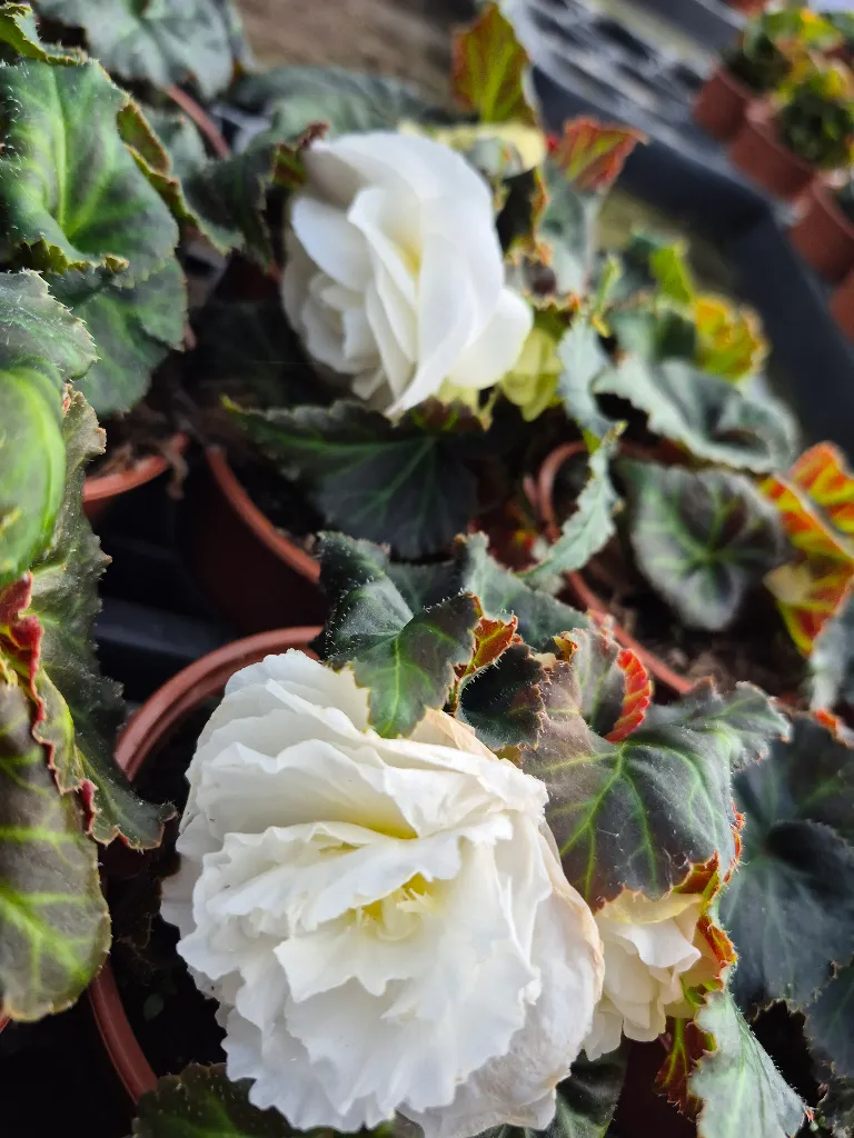 begonia tub mocca white improved.webp