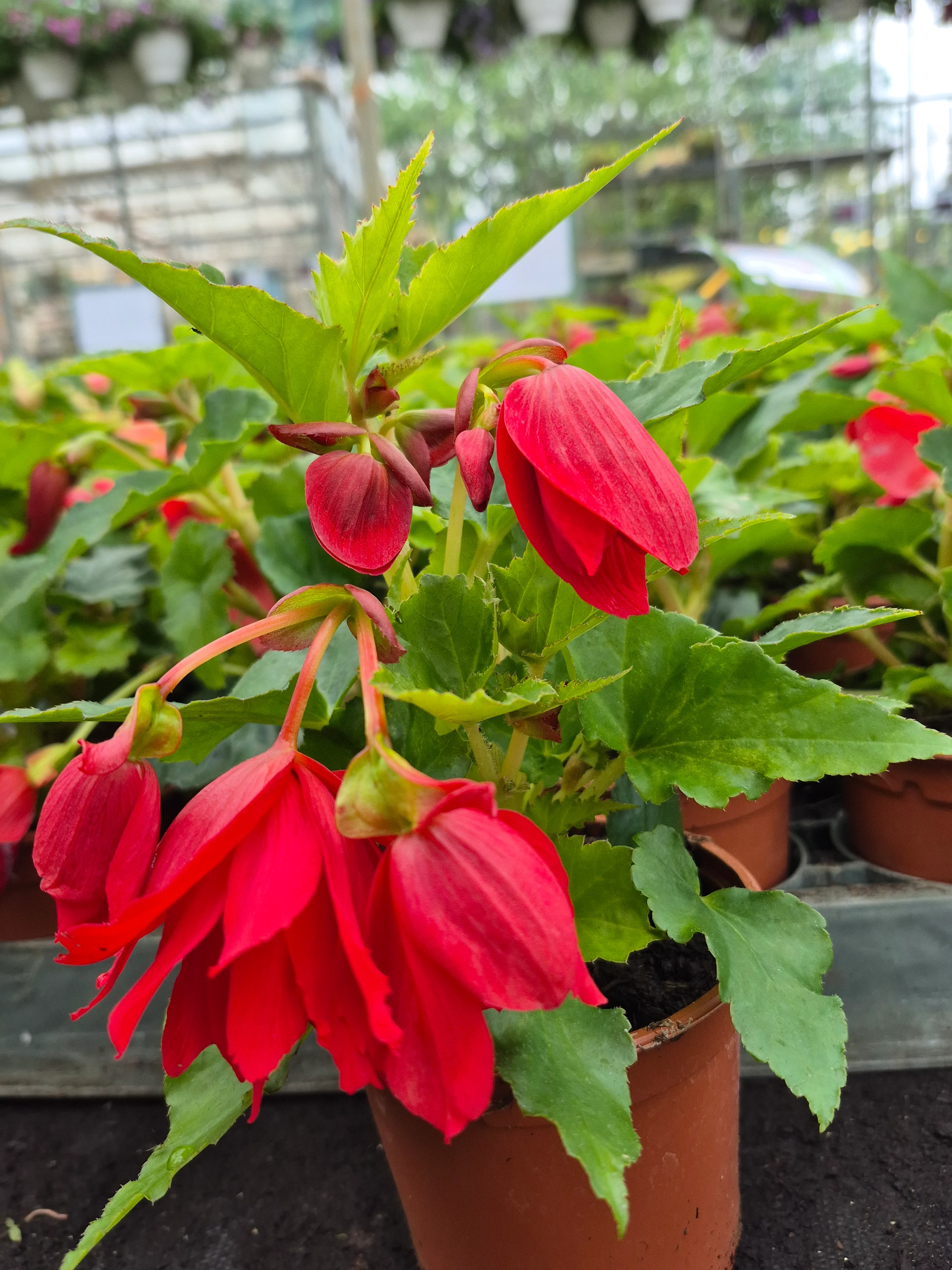 begonia tub illumination scarlet.webp