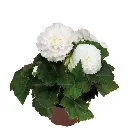 Begonia tuberosa Nonstop White.webp