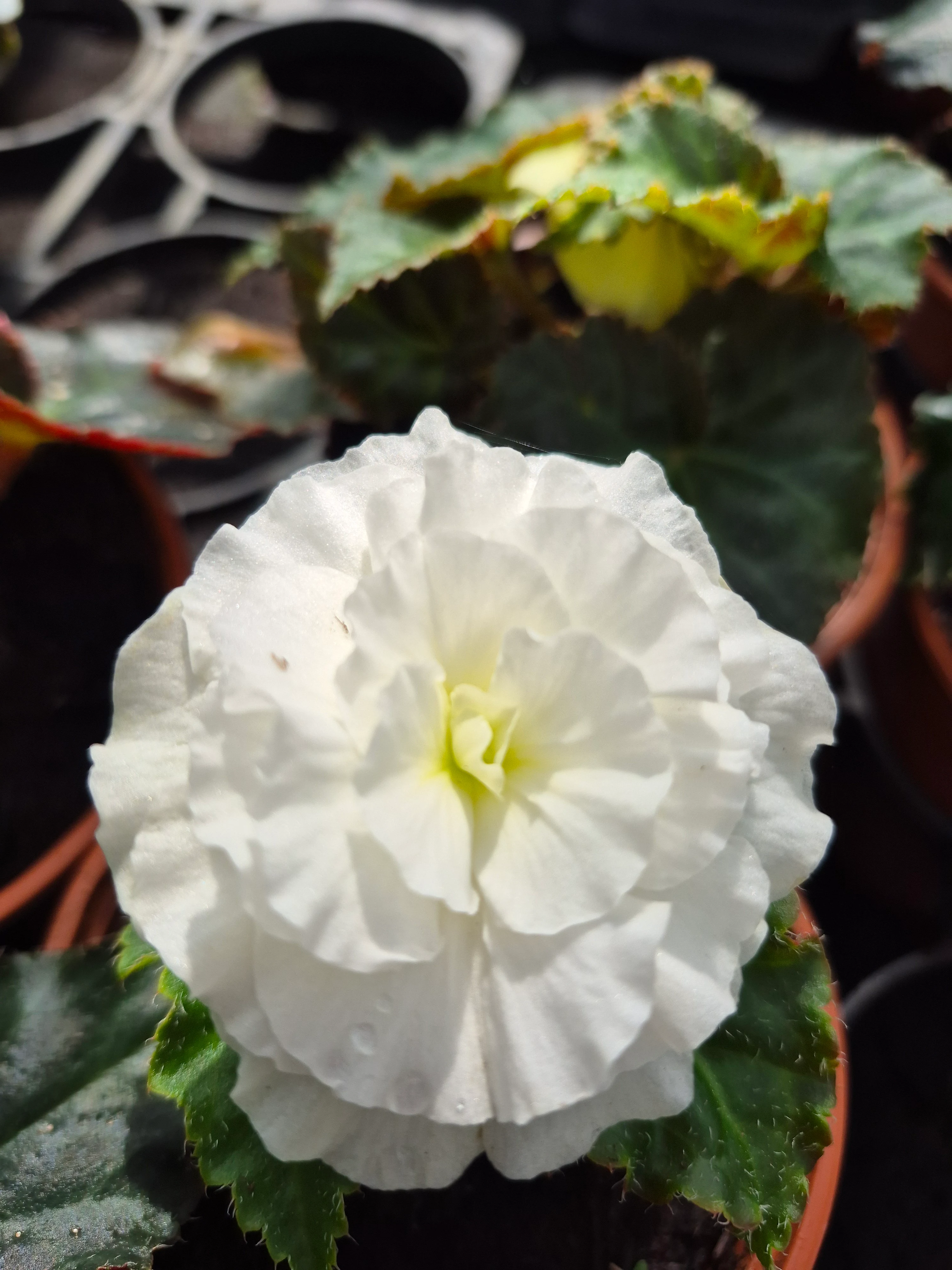 begonia tub nonstop white.webp