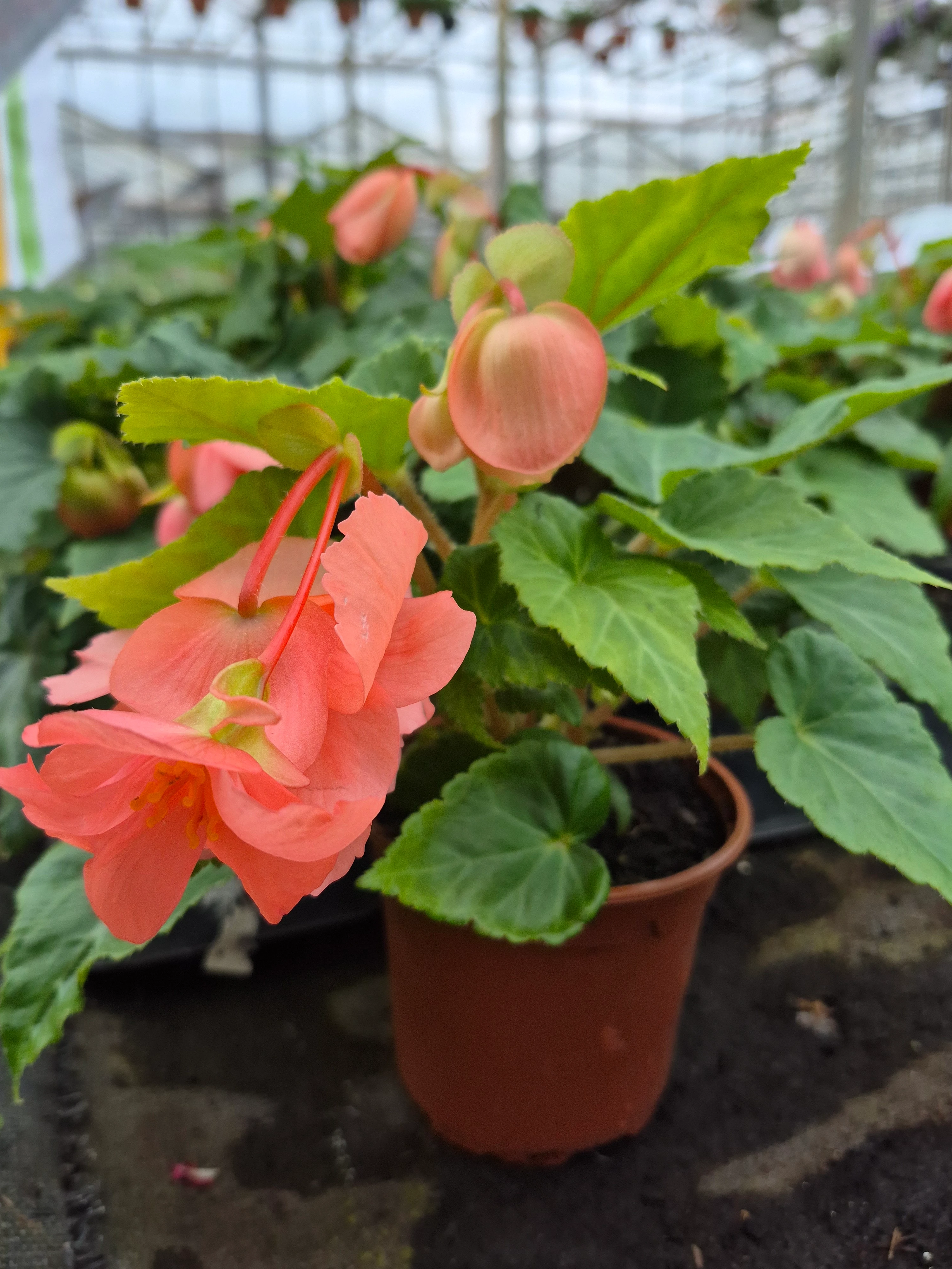 begonia tub illumination salmon.webp