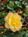 begonia tub illumination apricot.webp